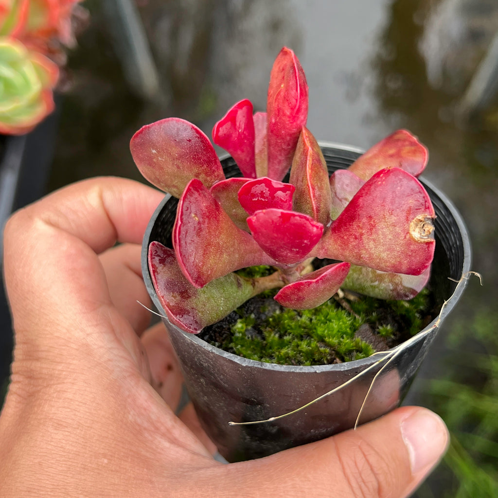 Adromischus triflorus (Red)