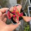 Adromischus triflorus (Red)