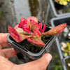 Adromischus triflorus (Red)