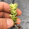 Crassula perforata f. variegata (2 X CUTTING)(YELLOW VARIEGATION)