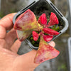 Adromischus triflorus (Red)