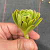Aeonium sp. (Green with line) (1x CUTTING)