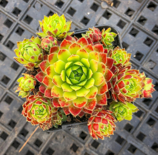 Jovibarba globifera subsp. hirta var. pressiona (w/pups)