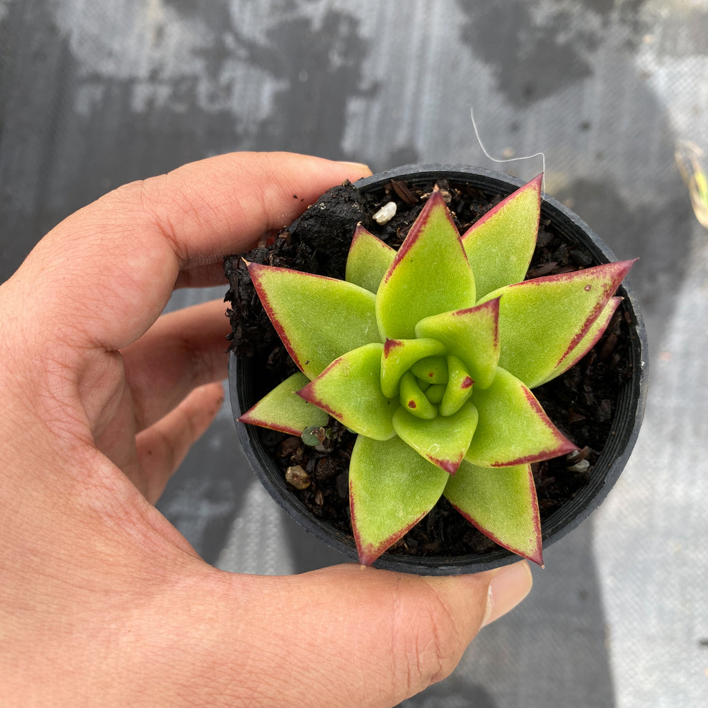 Echeveria agavoides 'Lipstick' LET LOVE GROW (Succulent & Cactus)