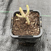 Crassula muscosa f. variegata (XS)(bit of root)