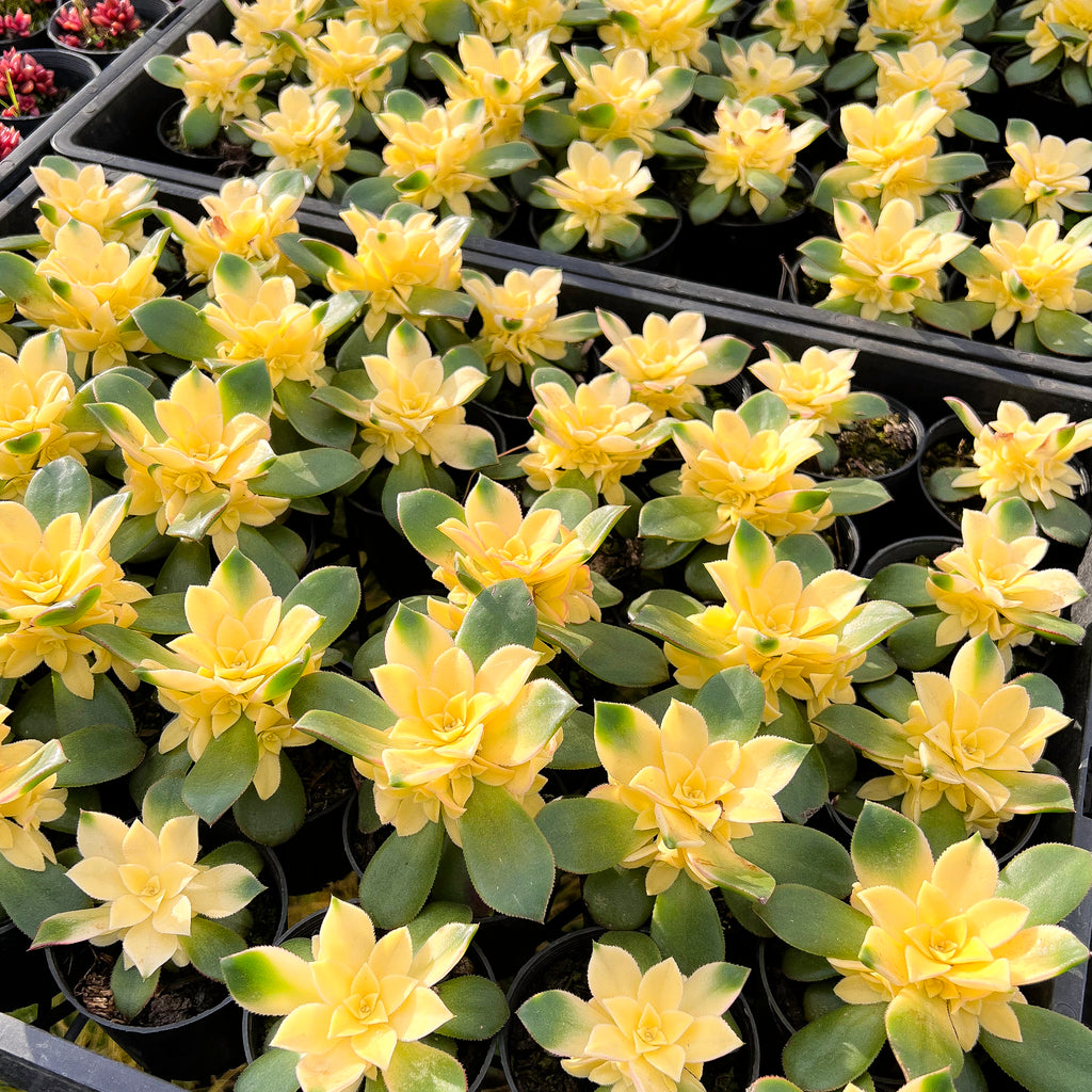 [PACK of 10 PLANTS] x Aeonium decorum f. variegata (aka. Aeonium 'Kiwi' )