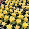 [PACK of 10 PLANTS] x Aeonium decorum f. variegata (aka. Aeonium 'Kiwi' )