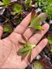 Aeonium arboreum var. atropurpureum (Purple Rose)(1 x CUTTING)