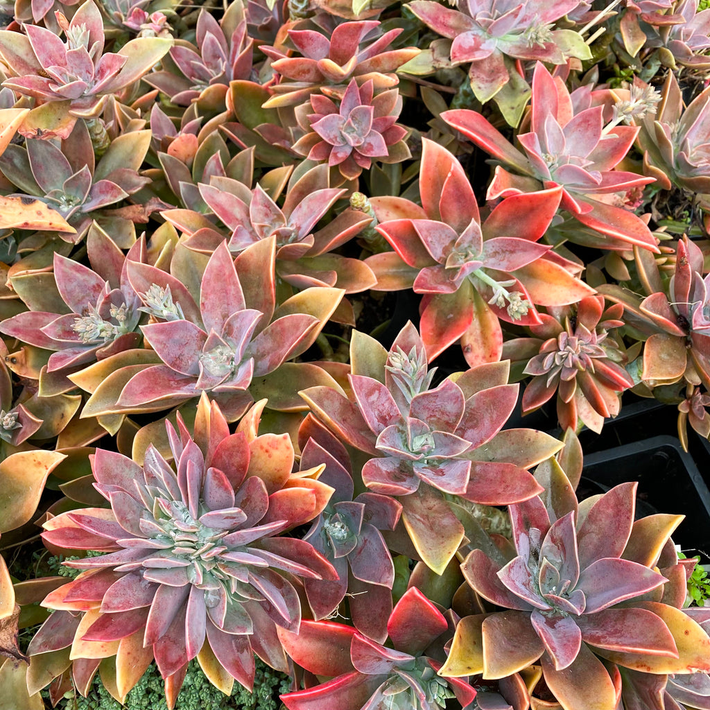 Graptoveria Fred Ives (1 x CUTTING)