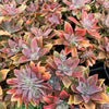 Graptoveria Fred Ives (1 x CUTTING)