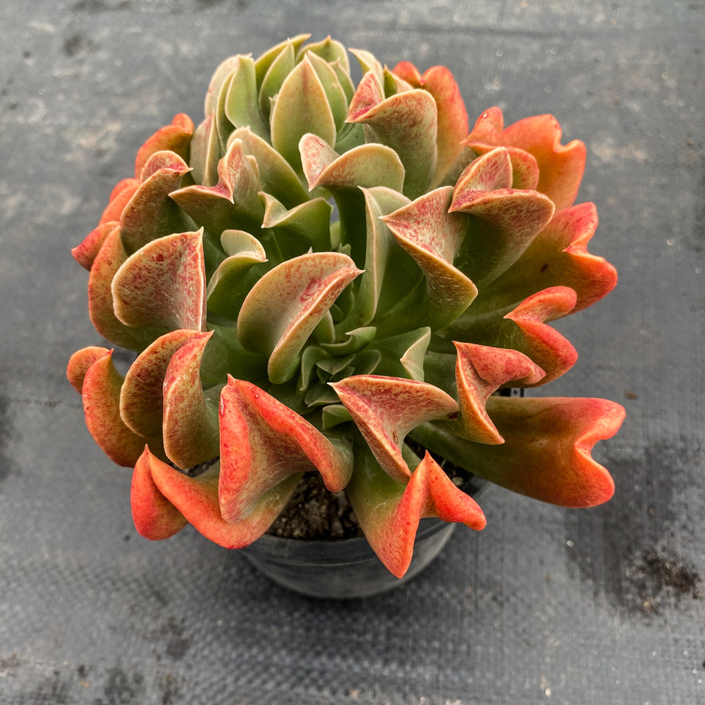 darth vader succulent Echeveria 'Dark Vader' (aka Ech. Darkness Power)(S)(has mark) – LET LOVE GROW (Succulent & Cactus)