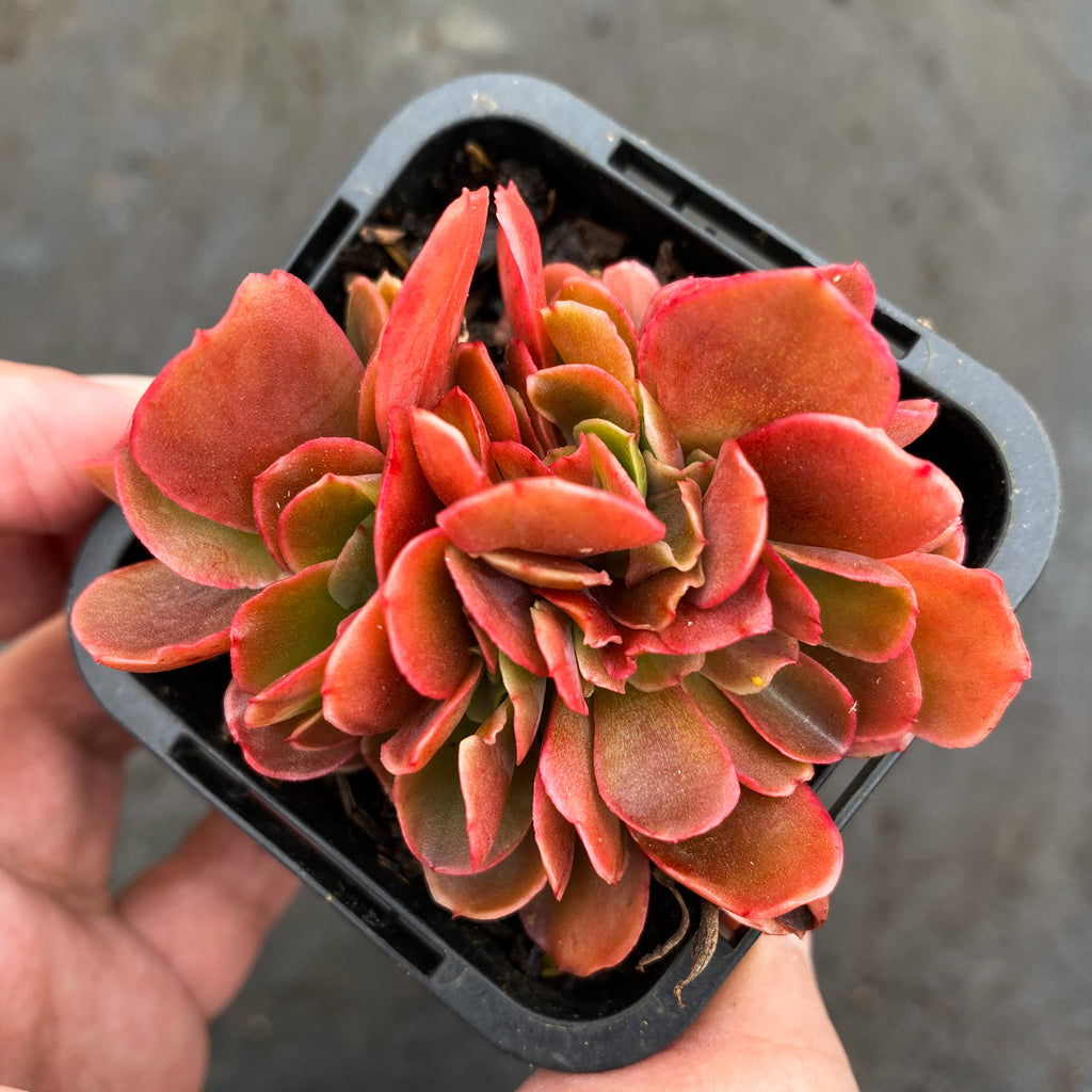 Echeveria 'Pappy's Rose' CREST