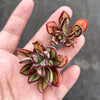 [PACK OF 20 CUTTINGS] x Echeveria nodulosa