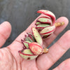[PACK OF 20 CUTTINGS] x Echeveria nodulosa