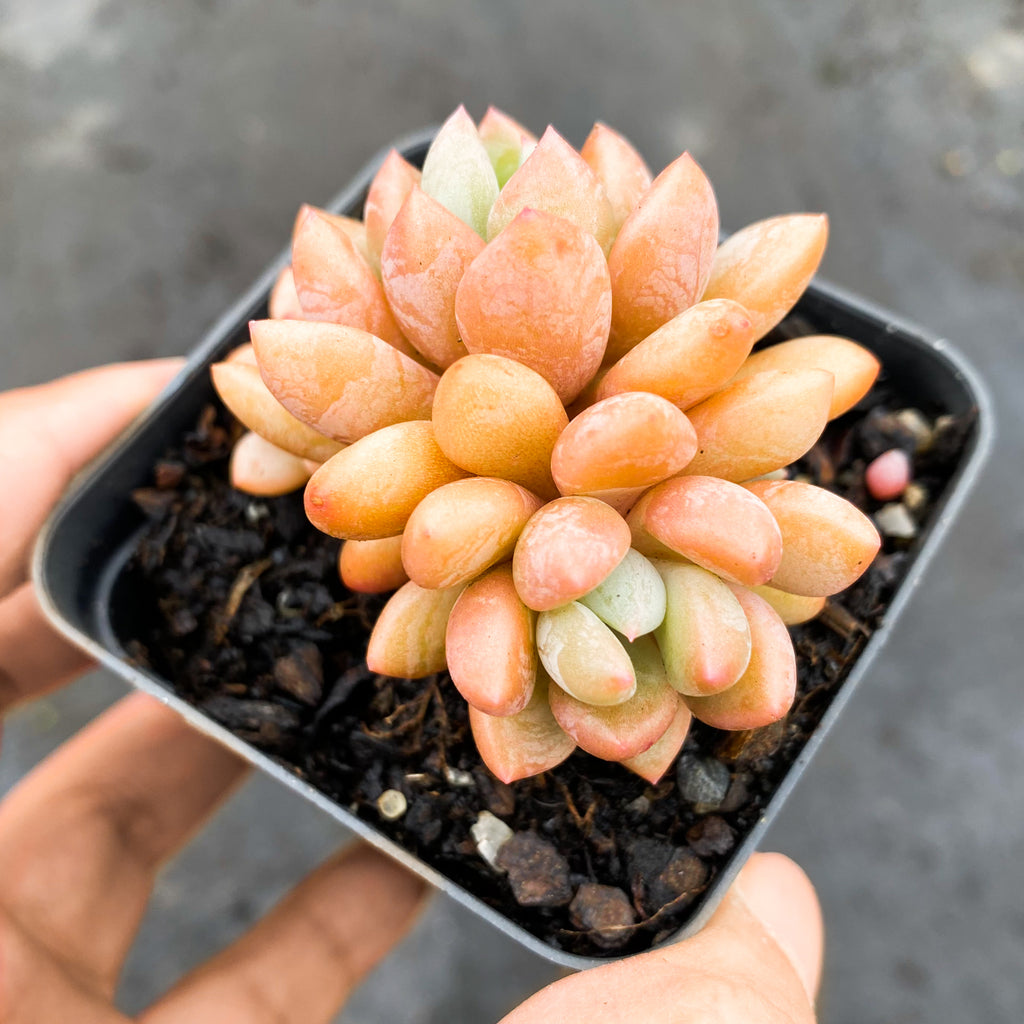 orange succulent Graptoveria Orange Sherbet