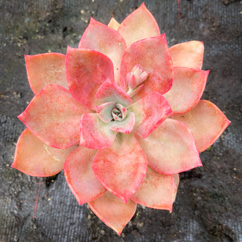 douglas huth succulent xGraptoveria 'Douglas Huth' (1 x CUTTING) – LET LOVE GROW (Succulent & Cactus)