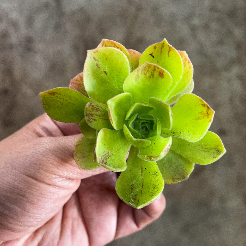 goblin succulent Aeonium 'Balsamiferum' (aka. Aeo. Goblin)(1x CUTTING) – LET LOVE GROW ( Succulent & Cactus)