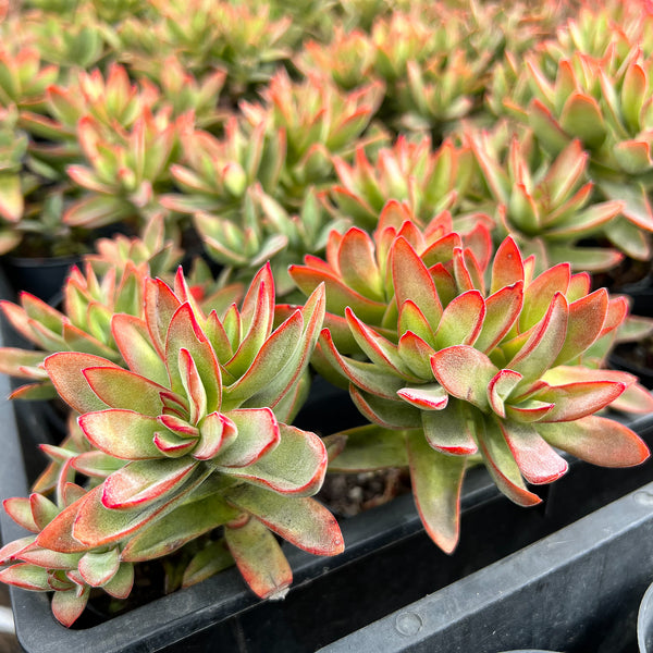 Crassula Shandy (1 x CUTTING)