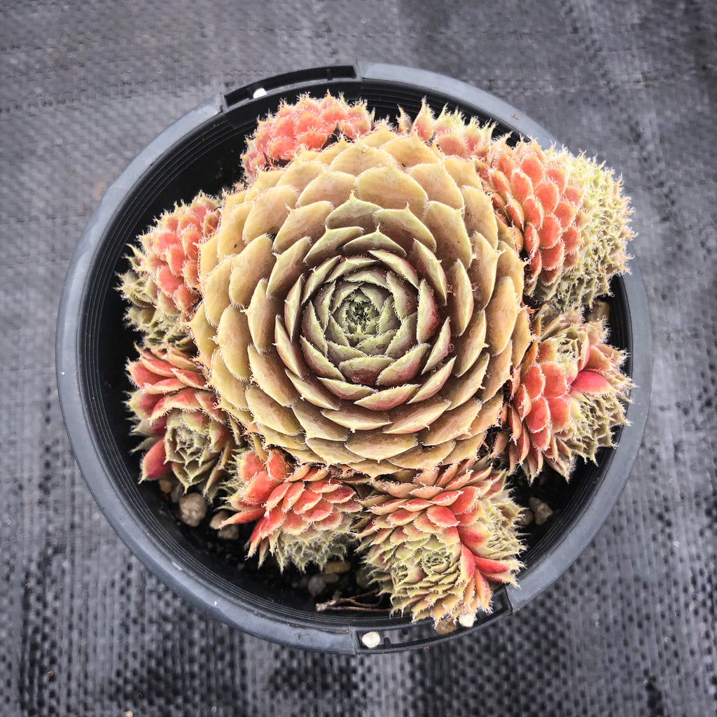 Sempervivum Turmoil (P/C)