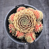 Sempervivum Turmoil (P/C)
