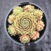 Sempervivum Turmoil (P/C)