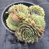 Sempervivum Turmoil (P/C)