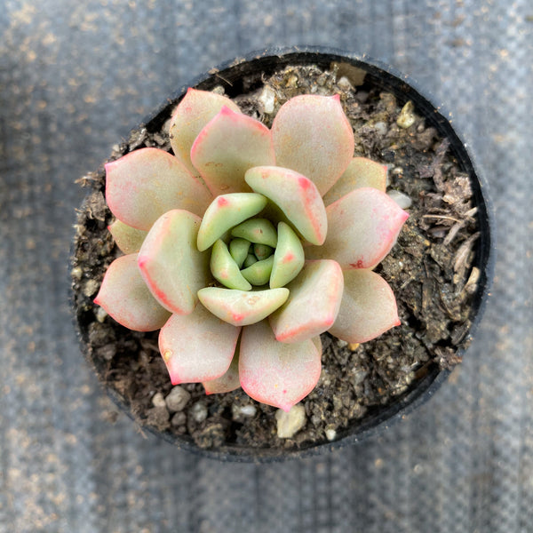 DIY Just Peachy Succulent Planter Kit - In Succulent Love DIY Just Peachy Succulent Planter Kit - In Succulent Love