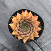 Sempervivum 'Greyolla' (P/C)