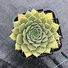 Sempervivum 'Greyolla' (P/C)