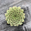 Sempervivum Tristesse (w/pup)