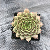 Sempervivum Tristesse (w/pup)
