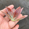 Graptoveria Fred Ives (1 x CUTTING)