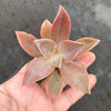 Graptoveria Fred Ives (1 x CUTTING)