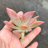 Graptoveria Fred Ives (1 x CUTTING)