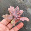 Graptoveria Fred Ives (1 x CUTTING)