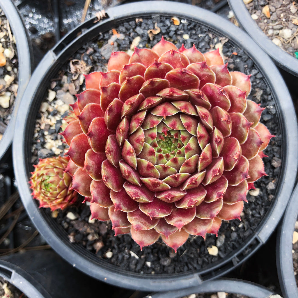 Sempervivum Tristesse (NO PUP)