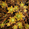 [20 CUTTINGS PACK] x Aeonium 'Simsii'
