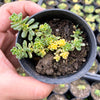 Sedum Golden Rice - Sedum Orizifolium Variegata