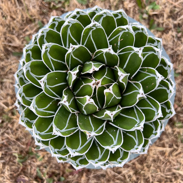 [CLEARANCE] Agave victoriae-reginae