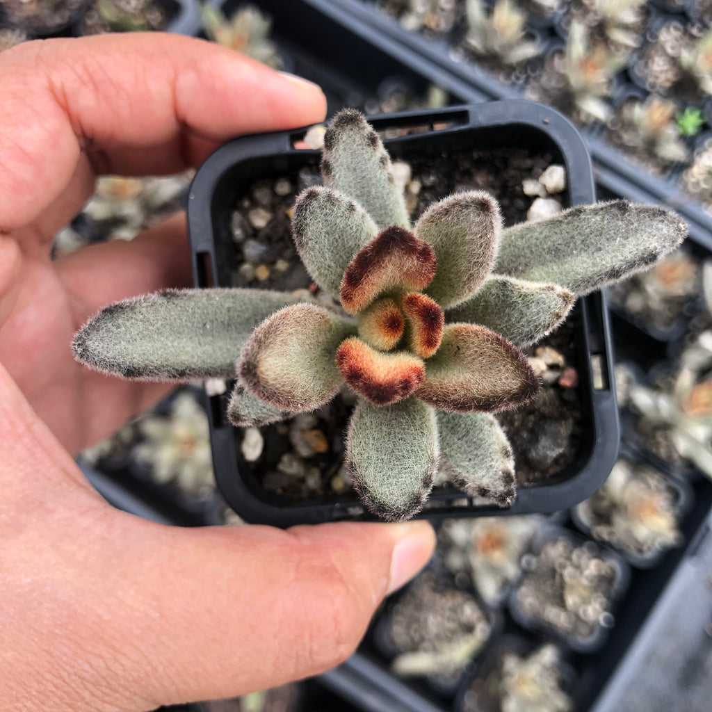 Kalanchoe Tomentosa 'Chocolate Soldier'