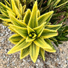 Aloe mitriformis variegata (1 x PUP)