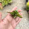 Aloe mitriformis variegata (1 x PUP)