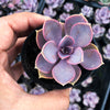 Echeveria gibbiflora 'Purple Pearl'