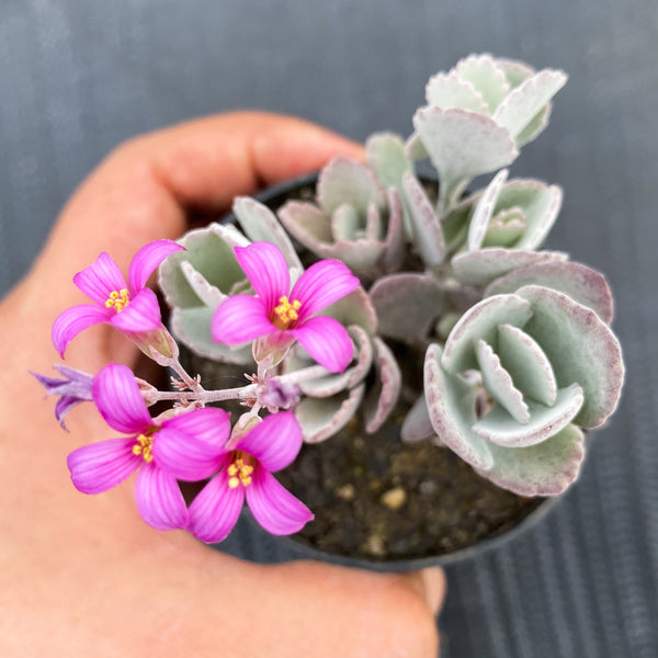 Kalanchoe pumila 'Quicksilver'