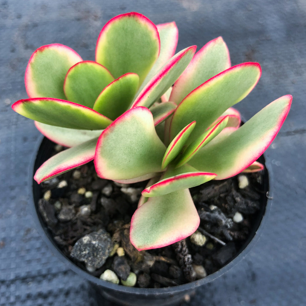 Crassula platyphylla variegata