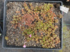 [SEED CAPSULE] Anacampseros marlothii (20+ seeds in one capsule)