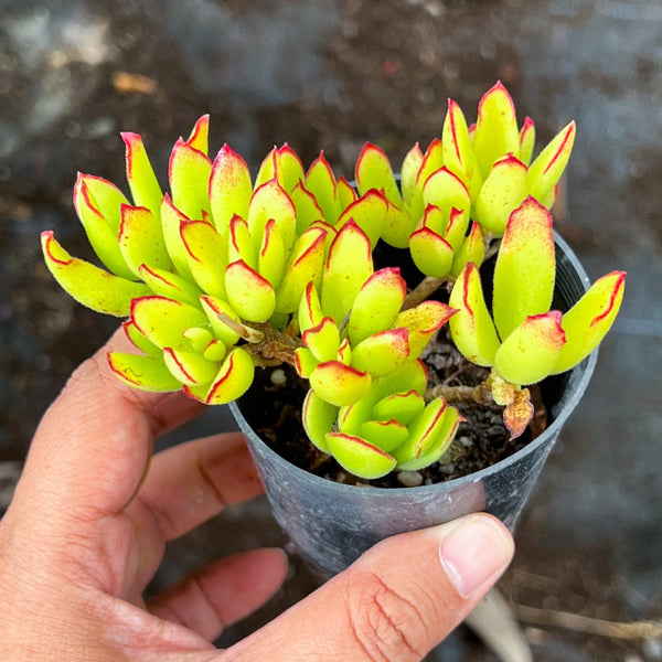 Cotyledon Elisae
