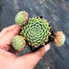 Sempervivum 'Winter Beauty' (NO PUP)