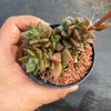[SEED CAPSULE] Anacampseros marlothii (20+ seeds in one capsule)