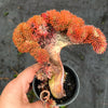 Sedum mexicanum/reflexum f. cristata